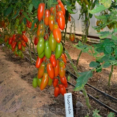 Томат Niagara на растении в теплице - Ниагара