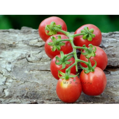 Свежие красные томаты сорта Никос на деревянной поверхности