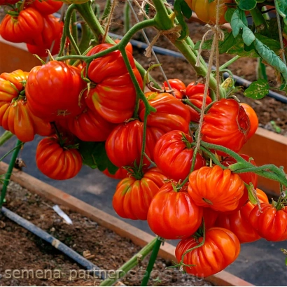 Спелые красные томаты сорта Нина на ветвях в теплице