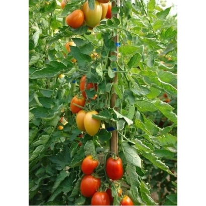 Томаты сорта НИРАДЖ на растении