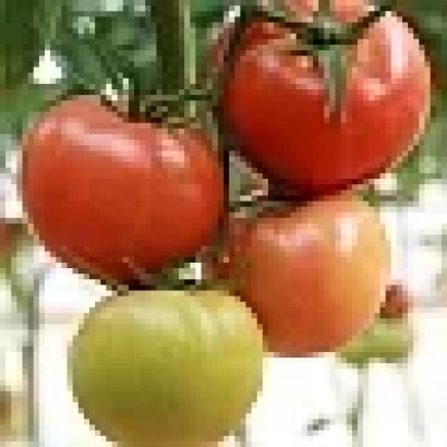 Спелые и зеленые томаты сорта Нирит F1 на ветке