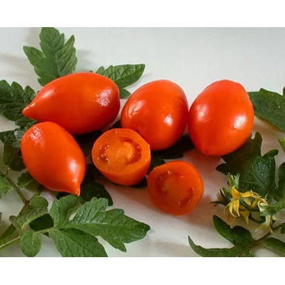 Свежие красные томаты сорта НОСИК на белом фоне с листьями