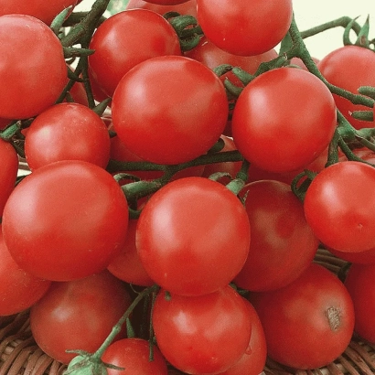 Красные помидоры черри на ветвях - НОВАТО