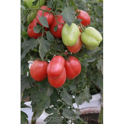 Спелые и зеленые помидоры сорта Новосибирский розовый на кусте