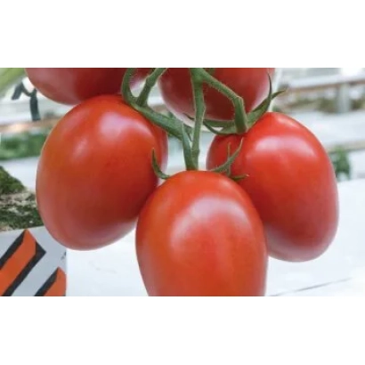 Спелые красные томаты сорта Нун 09015 на ветке