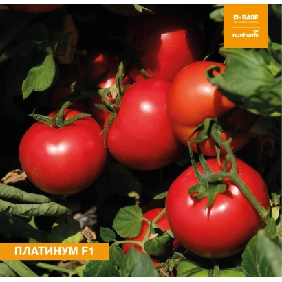 Томаты сорта ПЛАТИНУМ F1 на растении - НУН 09225