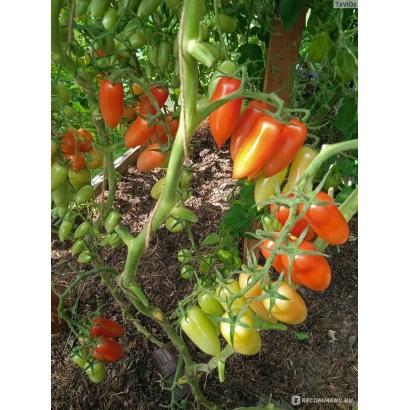 Томаты на кусте - ОБОЙМА