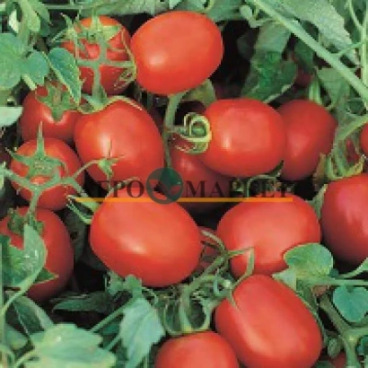 Спелые красные томаты на ветвях с надписью ТОМАТ - ОДИЛЬ