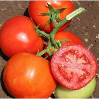 Свіжі червоні помідори на гілці, один нарізаний навпіл, видно насіння та м'якоть. - ОФРІ