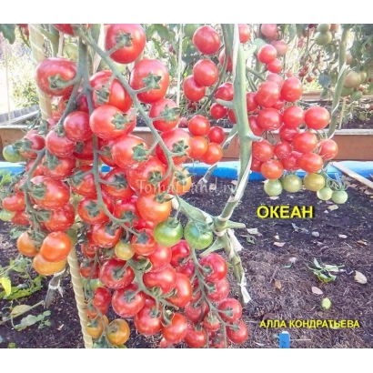 Tomato OCEAN on vine