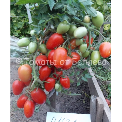 Olginka tomato variety on vine