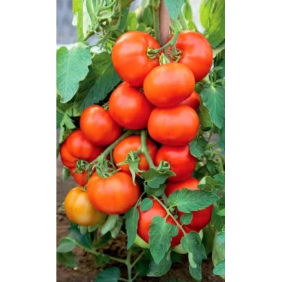 Спелые красные томаты сорта Олигарх на ветке