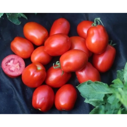 Червоні помідори сорту ОЛІВЕНЗА на чорному фоні з одним розрізаним плодом