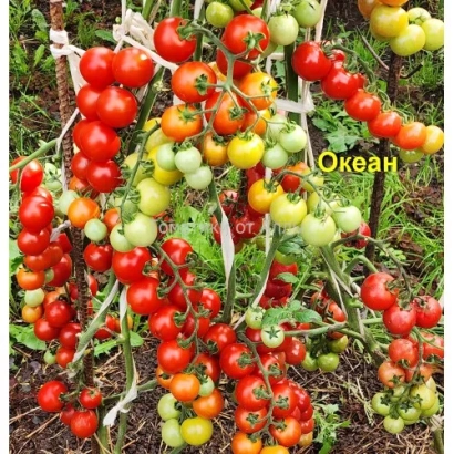 Куст томата с плодами разных стадий зрелости, на фоне зелени, надпись 'Океан' в правом верхнем углу. - ОНИКОР