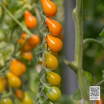 Спелые и незрелые оранжевые томаты ОПЕРИНО на ветке
