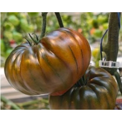 Спелый томат ОПРА | OPRA на ветке