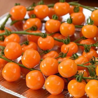 Свежие оранжевые томаты гирлянда на ветвях - ОРАНЖЕВАЯ ГИРЛЯНДА