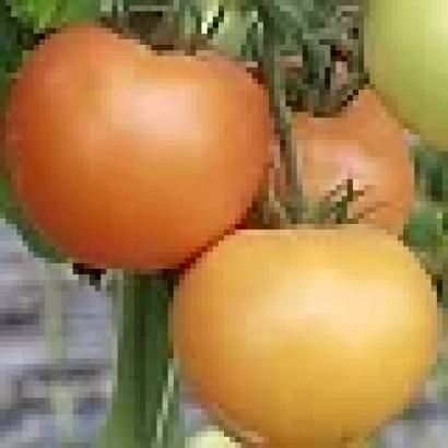 Ripe orange tomatoes of the Orange Boy F1 variety on a vine