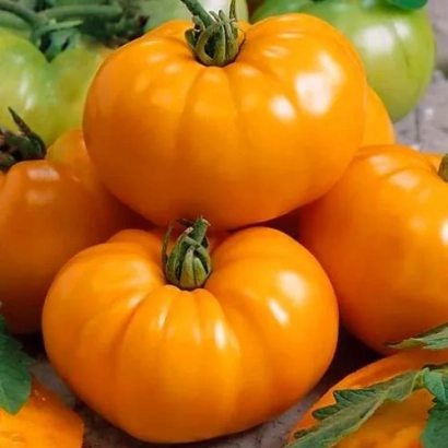 Сочні помаранчеві томати сорту Помаранчевий гігант