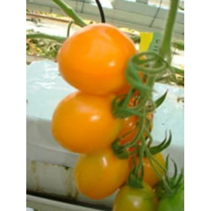 Спелые оранжевые томаты сорта Органза F1 на ветке