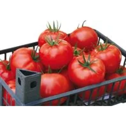Корзина с красными помидорами сорта Остоженка F1