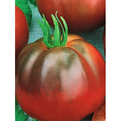 Великий помідор сорту ОЗИРИС на зеленій ткани