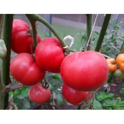 Красные томаты на ветке без упаковки или этикетки - ПАДИШАХ