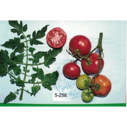 Томаты сорта 5-258 с листьями и разрезом плода - ПАМЯТИ ГУБКО