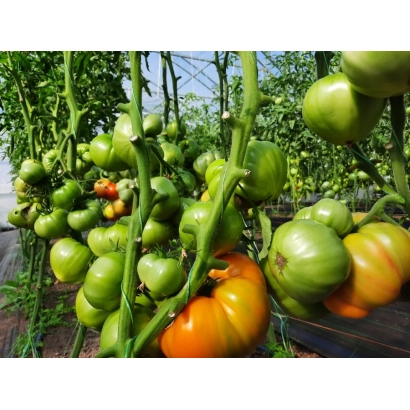 Спелые и зеленые томаты на кустах в теплице - Памятный