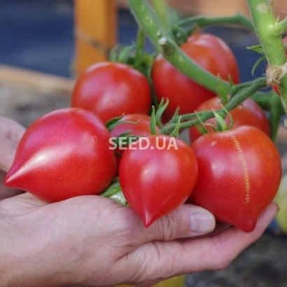 Red tomatoes of variety PAPINKINA DAUGHTER held in hand