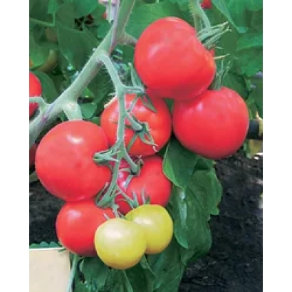 Дозрілі червоні та зелені помідори на гілці томату - Парадиз F1