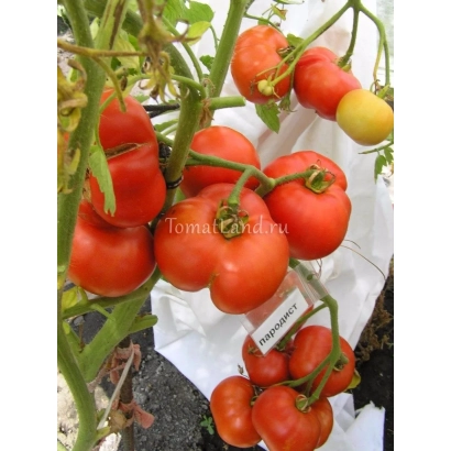 Спелые и незрелые томаты сорта ПАРОДИСТ на ветвях