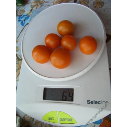 Томаты на весах - ПАРУЧ