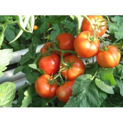 Дозрілі червоні помідори на кущі сорту Павлинка F1