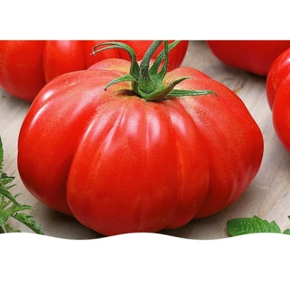 Крупный красный помидор сорта ПАВО на светлом фоне