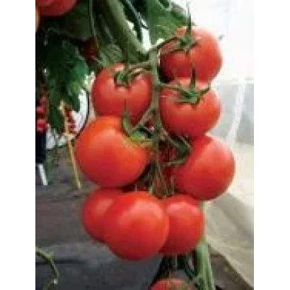 Дозрілі червоні помідори на гілках рослини - ПЕДРО F1
