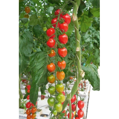 Свежие помидоры на ветвях в теплице - ПЕЙНТБОЛ