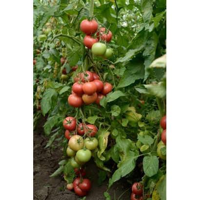 Томаты на кусте в поле - ПЕЛИН