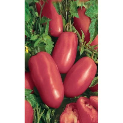 Крупные красные томаты сорта «Перцевидный малиновый» на зелёной листве