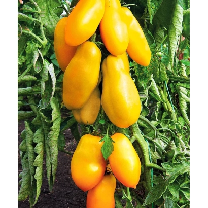 Желтые перцы на растении - ПЕРЦЕВИДНЫЙ ЖЕЛТЫЙ