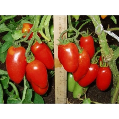 Red tomatoes variety Perchik on vines with green leaves