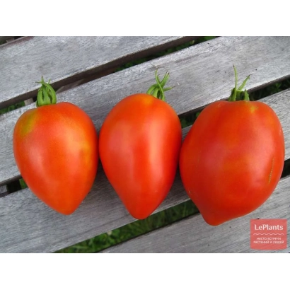 Три червоні помідори сорту Перебудова на дерев'яній поверхні