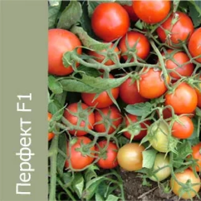 Дозрілі червоні помідори на кущі з написом Перфект F1
