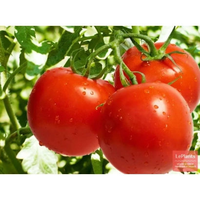 Спелые красные томаты сорта Персей на ветке