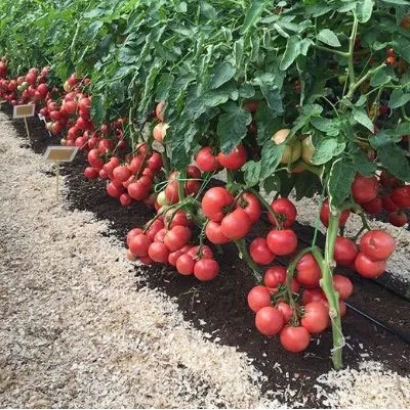 Tomatoes growing on vines in a greenhouse - PERSIANOVSKY