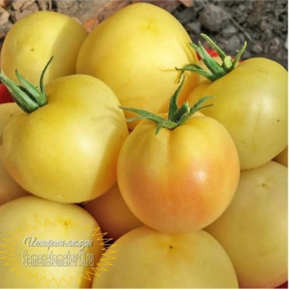 Желтые томаты на земле - ПЕРСИК