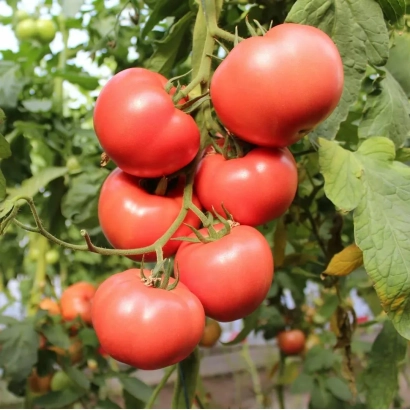 Красные помидоры на ветке в поле - ПЕРУДЖИНО