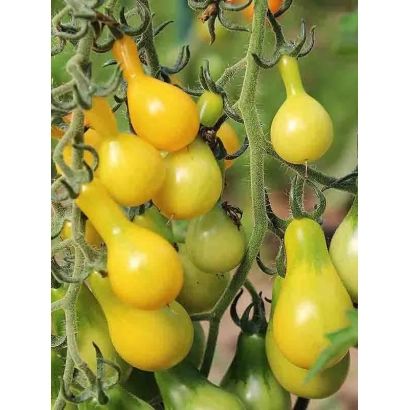 Yellow tomatoes of the Perun variety on a vine