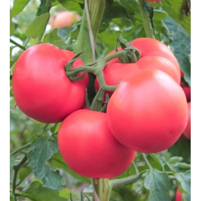 Red tomatoes on a vine without product name - Pervoklashka
