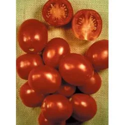 Красные помидоры сорта Пето 86 Оригинальный на зелёном фоне